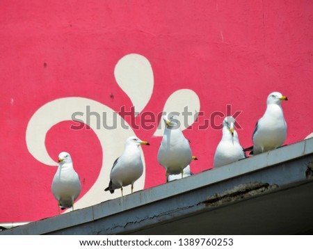 Sea gulls perched on a roof ledge next to the red lighthouse in Oido, Korea