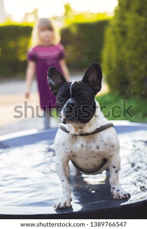 Cute french bulldog having a bath in the city fountain on a hot spring day