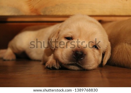 Keep calm. Labrador cute puppy