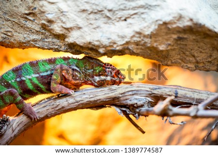 Close up on macro lens of colorful chameleon panther (furcifer pardalis) - Image