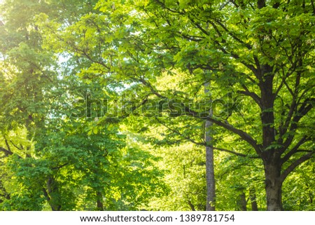 Green Forest From Below with sun