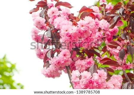 The Pink Petal of Crape Myrtle or Lagerstromia indica or China Berry or Lilac of the South clodeup