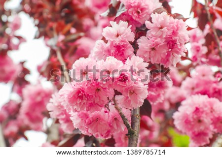 The Pink Petal of Crape Myrtle or Lagerstromia indica or China Berry or Lilac of the South clodeup