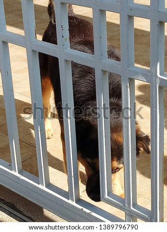 The photo of dog in the cage