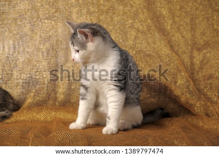 striped white with gray young cat lies on a golden background