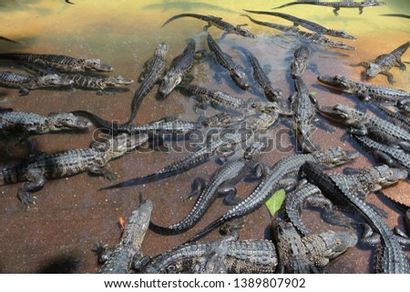 Everglades baby alligators on detailed picture