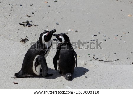 Two penguins take care of each other. They are standing on a beach in Africa. A small and lovely couple.