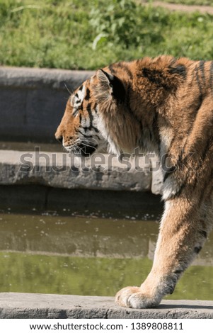 tiger resting in a zoo in italy