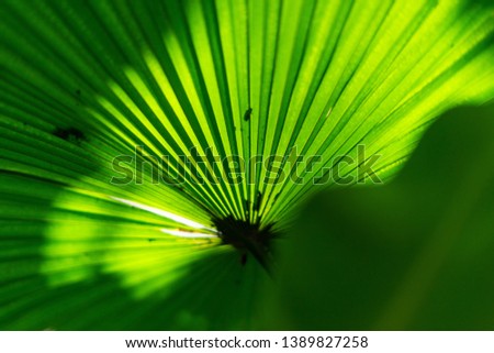 Close up detail tropical nature green leaf texture background, green leaf in the garden, green concept, Tropical forest, modern creative background