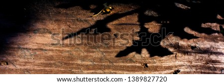 plant shadows on a wooden surface, close-up. Web banner for design.