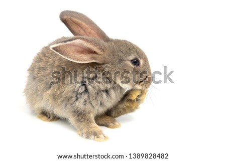 Funny bunny or baby rabbit fur gray with long ears is sitting on isolated white background.