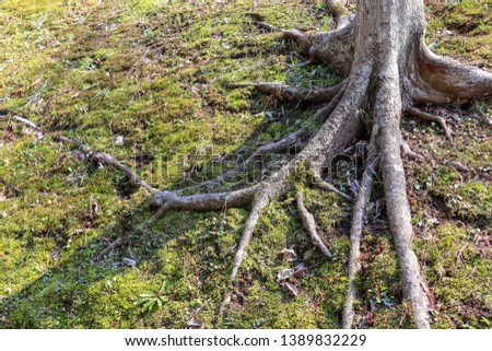 Tree roots on the ground.