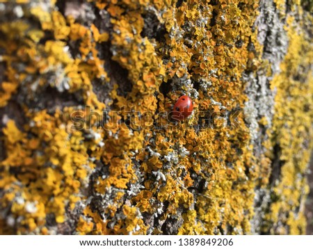 Ladybird and Lichens on Tree Bark, Hartlepool, North East England
