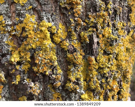 Lichens on Tree Bark, Hartlepool, North East England