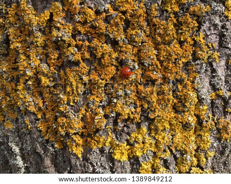 Ladybird and Lichens on Tree Bark, Hartlepool, North East England