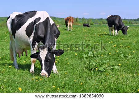 Cows  on a summer pasture. Royalty-Free Stock Photo #1389854090