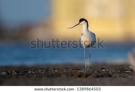 Pied Avocet (Recurvirostra avosetta) standing in the mud, looking around during sunset  with beautiful golden light. Wading bird photography.