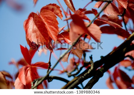 In autumn, virgin vine leaves turn red in Madrid, Spain