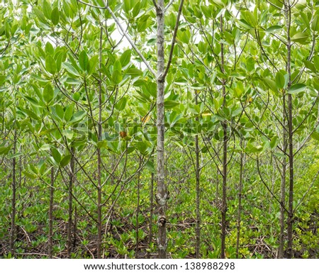 Natural picture of mangrove that growth from young plant
