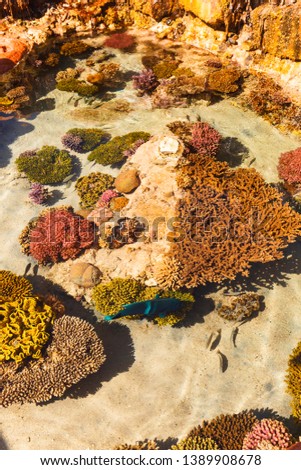 Underwater scene. Coral reef in Red sea, Israel.