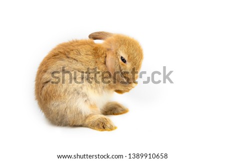 Funny bunny or baby rabbit fur brown is sitting and cleaning long ear on isolated white background.