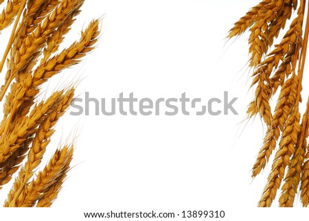 Wheat frame isolated on white background stock photo