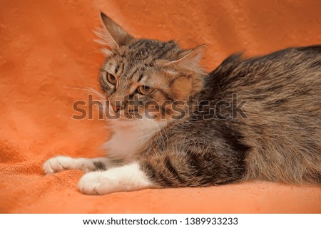 brown and white domestic cat on a red background