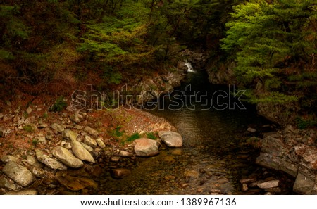 stream in the forest, Busan, South Korea