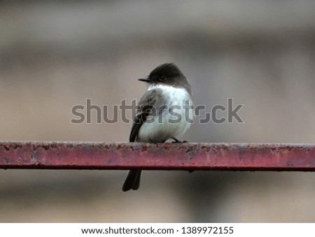 Eastern Phoebe perched on a gate