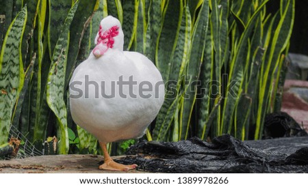 White duck standing in front of a snake plant
