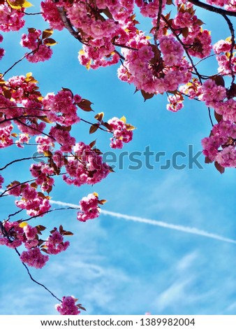 pink blossom and blue sky