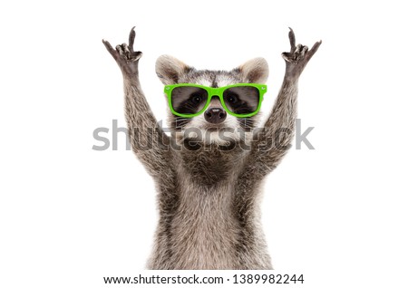 Funny raccoon in green sunglasses showing a rock gesture isolated on white background Royalty-Free Stock Photo #1389982244
