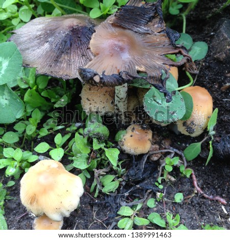 Macro Photo Nature Wild Mushrooms. Harmful wild mushrooms in the meadow.