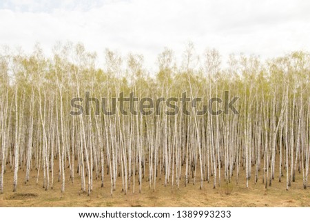 Birch trees forest grass early spring landscape forest area.