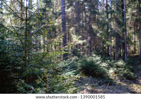 young fresh spring green spruce tree forest in sunny day with sun rays
