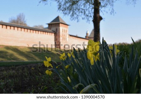 Spring view of yellow daffodils on the background of the Kremlin. Great Novgorod.Veliky Novgorod