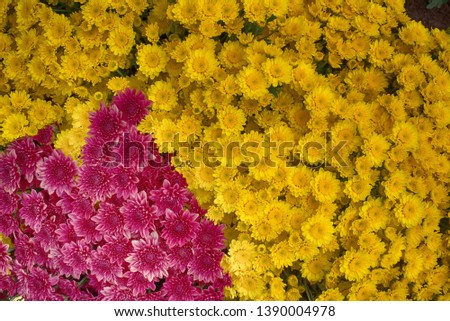 Close up of Yellow red and Purple Chrysanthemum daisy flower, Beautiful huge bouquet of Chrysanthemum floral botanical flowers and Colorful background pattern blooming flowers, top view - Image