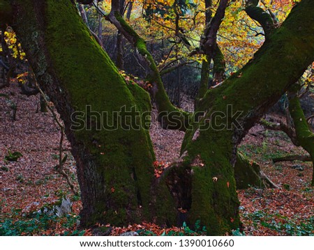 V shape tree trunks. Beautiful autumn landscape from Planitero in Kalavryta, Greece. Vivid vibrant colorful sycamore plane trees and leaves.