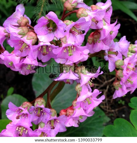 Macro Photo of nature pink spring flowers Bergenia crassifolia. Blooming Bergenia flowers with lilac petals on the meadow.