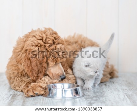 Poodle puppy and kitten eat together from one bowl at home