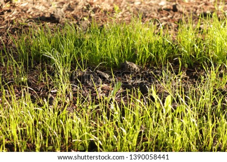 Green grass beautihul background. April morning sunlight. Image for background concept