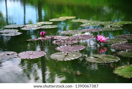 Lotus flowers, yellow stamens, pink petals in beautiful swamps morning