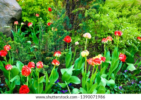 Spring garden landscape with red tulips, green grass. Blooming springtime garden. Blossom tulips photo for poster, nature calendar, cover, print. Beautiful floral landscape