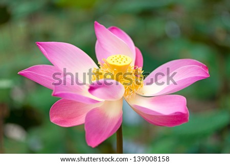 Lotus flower blossoming and lotus leaves plants in a pond
