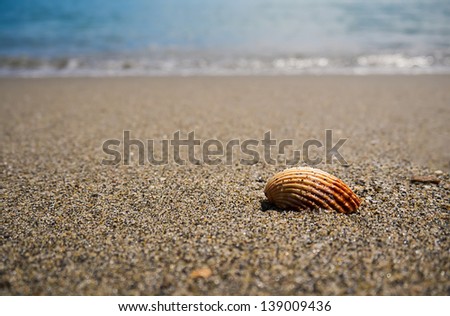 One seashell on the beach sand on a summer day