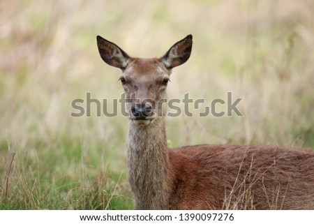 The red deer is one of the largest deer species. The red deer inhabits most of Europe, the Caucasus Mountains region, Asia Minor, Iran, parts of western Asia.