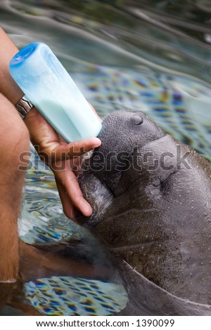 Baby Manatee being fed milk from the bottle