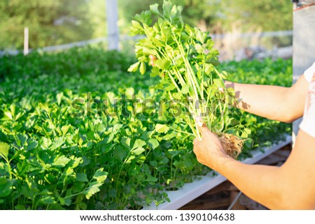 Hand of farmer holding Celery Hydroponics vegetable in famrland. Royalty-Free Stock Photo #1390104638