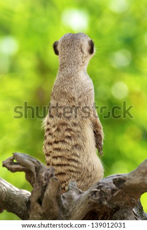 Suricate or meerkat against Natural background.