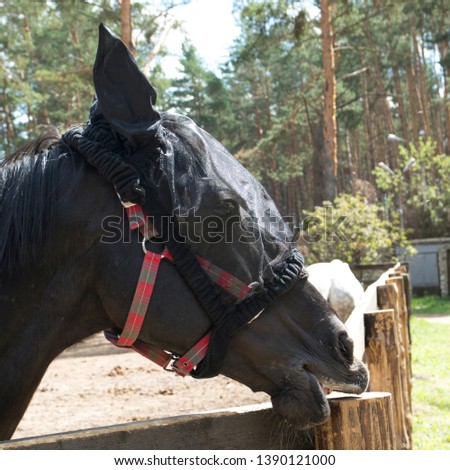 Black horse wearing fly mask. Black horse with mask in the meadow